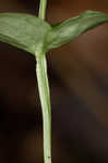 Kidneyleaf grass of Parnassus